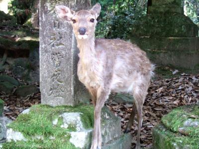 近キョリ　日帰り　あをによし