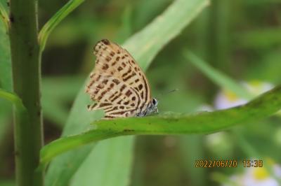 2022年森のさんぽ道で見られた蝶(30)その2)ヒメアカタテハ、ウラナミアカシジミ、ツバメシジミ、ベニシジ他他