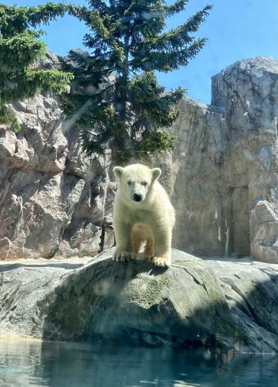 旭川LOVE！シロクマの赤ちゃんピリコ(仮)に会いに旭山動物園へ【パス1日め】