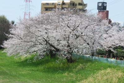 2022春、天白川の桜並木(1/5)：天白川、桜並木、染井吉野、八重紅枝垂れ桜、雪柳