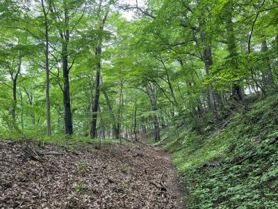 中山道を歩く(６日目)　横川～軽井沢