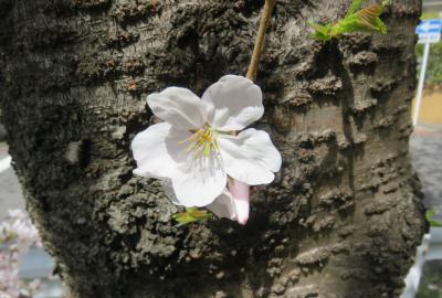 2022春、天白川の桜並木(2/5)：桜並木、菜の花、木瓜、タンポポ、レンギョウ、パンジー