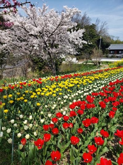 母と歩くわが町の園地～桜とチューリップが本当に綺麗です♪表彰も納得！！！