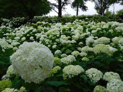 神戸市立森林植物園 ~アナベルの丘と野鳥の森を満喫~