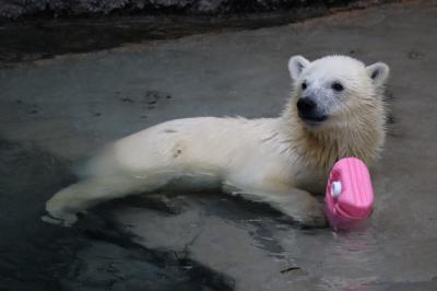 1年半ぶりの旭山動物園