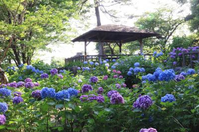 多摩川台公園、ピーク過ぎつつも見頃十分のアジサイ・・・