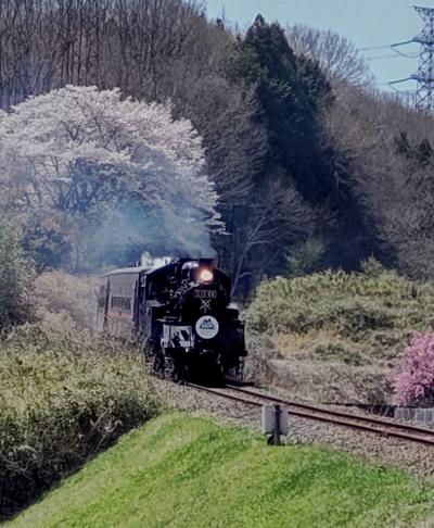 はじめましての桜絶景 さくら探し2022後半 城山公園とSLもうか