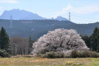 細野の彼岸桜と里山散策2022～春の里山風景と鉄道車両紹介～（群馬）