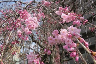 2022春、天白川の桜並木(5/5)：3月30日(5)：天白川、ヒヤシンス、立金花、ハナニラ、椿、八重紅枝垂れ桜