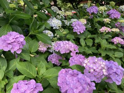 紫陽花旅　松戸本土寺編