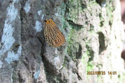 2022年森のさんぽ道で見られた蝶(31)その1)ウラナミアカシジミ、アカシジミ、ミズイロオナガシジミ