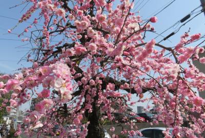 2022春、名古屋市農業センターの五分～七分咲の枝垂れ梅(1/6)：3月11日(1)：街路樹の枝垂れ梅、満作、クロッカス