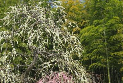 2022春、名古屋市農業センターの五分～七分咲の枝垂れ梅(2/6)：水仙、呉服枝垂れ