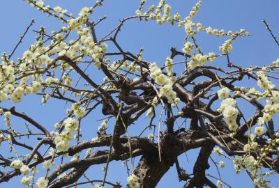 2022春、名古屋市農業センターの五分～七分咲の枝垂れ梅(5/6)：3月11日(5)：素心蝋梅、水仙、白木蓮、茶の木、給水塔