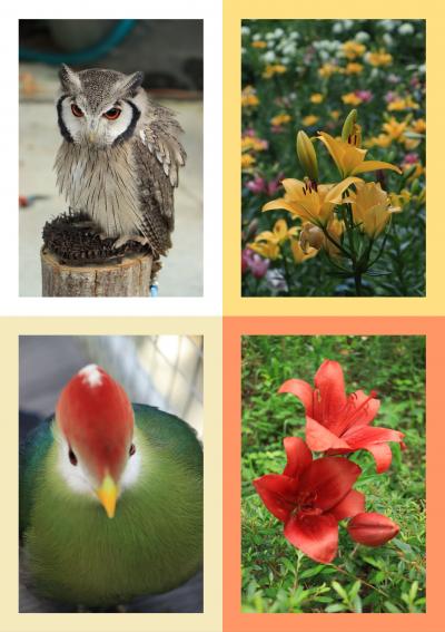 圧倒的ボリュームに魅せられた可睡ユリ園♪＆掛川花鳥園♪