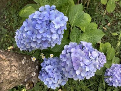 兵庫どうでしょ！　“ひまわり”と“紫陽花“編