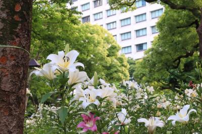 日比谷公園にユリ香る・・・