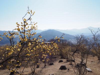 宝登山ロープウェイで蝋梅を観に