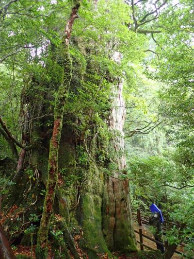 屋久島はいつも雨？