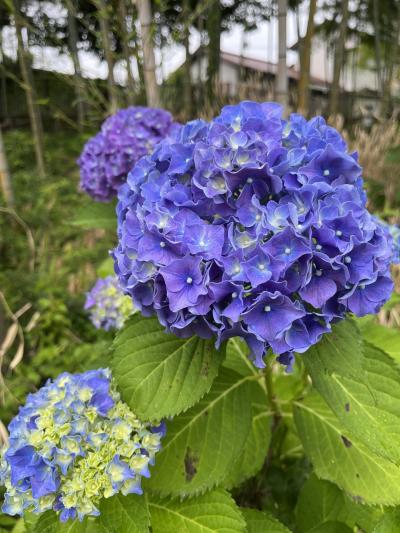 京都西山であじさい鑑賞