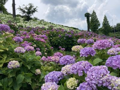 おばあちゃん、遊びで大忙しの6月でした!