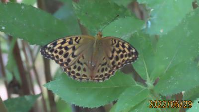 2022年森のさんぽ道で見られた蝶(32)その1)ミドリヒョウモン、テングチョウ、ヒメアカタテハ