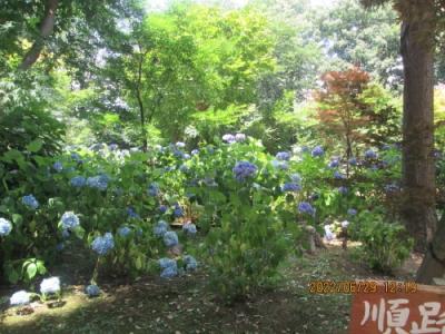 松戸市の平賀・本土寺・紫陽花・2022年6月