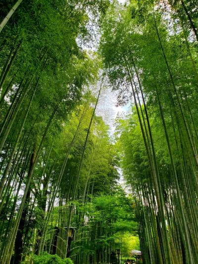 嵯峨沢館で過ごす初夏　源氏のホタルと歴史に出逢う　修善寺編