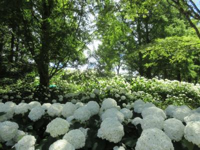 紫陽花が見頃の神戸市立森林植物園