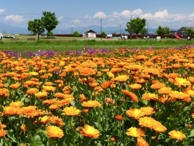 「青淵公園」で春のお散歩_2022_5月2日に東西1.2kmを往復してきました（埼玉県・深谷市）