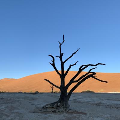 ナミビア その2 ナミブ砂漠
