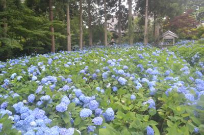 秋田県乳頭温泉と男鹿・雲昌寺の紫陽花:（その２）雲昌寺の紫陽花、昼と夜