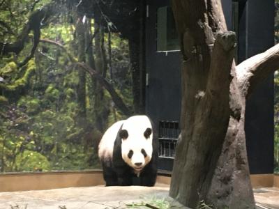 2022パンダ鑑賞記録☆猛暑で体力消耗☆上野動物園