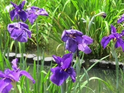 「城北公園・菖蒲園見学と旧街道・日本縦断達成祝いの宴」