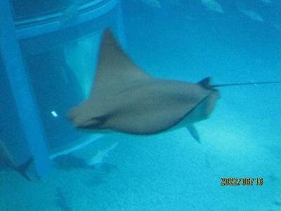 「長居植物園・海遊館・ランチバイキングのバスツァー」