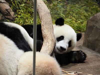 2022年6月12日 上野動物園で一番並んだ日＆可愛すぎる♪シャオレイ双子パンダ観覧 7月
