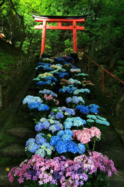 京都　紫陽花めぐり～善峯寺、柳谷観音　楊谷寺