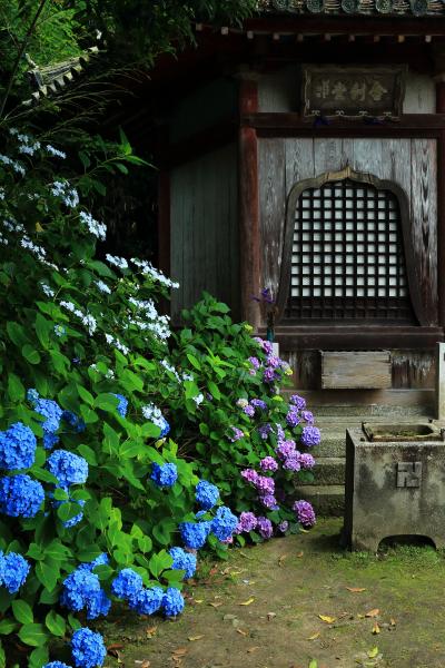 奈良　紫陽花めぐり～長弓寺、矢田寺