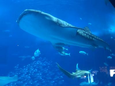 2022年5月 アラマハイナコンドホテル滞在