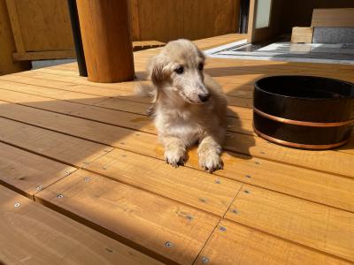 お犬様と一緒。奥下田　観音温泉産土亭