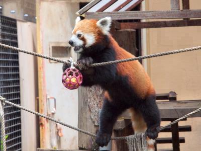 夏の北海道１人旅No.２＜旭川１＞特急ライラックに乗って初めての旭川へ　「旭山動物園」でかわいいレッサーパンダ　ペンギン　ホッキョクグマ