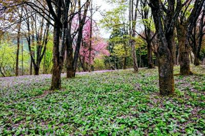 「坂戸山」にカタクリ、タムシバ、イワウチワを訪ねて　2022.04.24