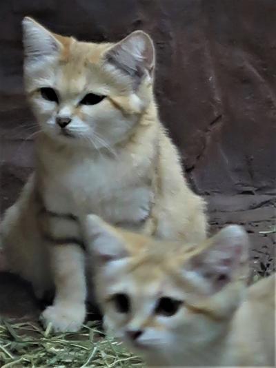 那須どうぶつ王国14 スナネコ 3匹の子ネコｰ大人気 ☆砂漠の天使