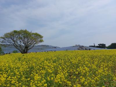 近場できれいな物を見て美味しい物を食べる１泊茨城旅