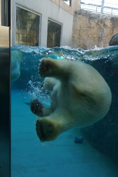 グランドホテル札幌とアンワインド ホテル＆バー 小樽に8泊9日北海道の旅（5）旭山動物園を満喫して札幌に戻り、ホテルでくつろぐ。