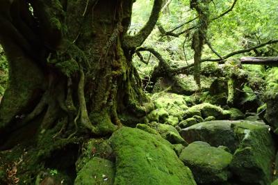 屋久島あそび　その３　苔の森