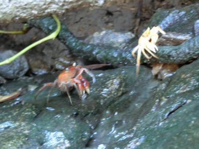 三浦半島2dayきっぷ　富士登山と蟹三昧