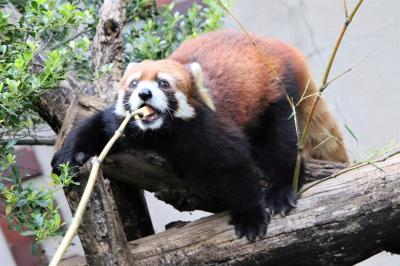 群馬お泊まりレッサーパンダ遠征２園（３）群馬サファリ（前編）高知からマロンちゃんがやって来てレッサーパンダ室内外３交代となったバードパーク