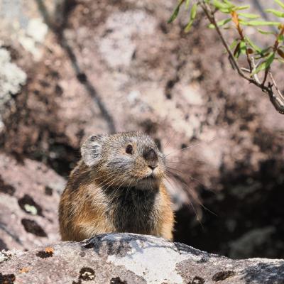 [2022年初夏の野生動物]道東撮影旅行