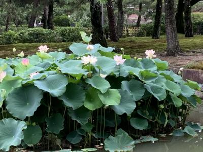 きょうとさんぽ♪　　建仁寺とイノシシの寺・禅居庵へ。